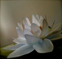 FLOR DE LOTUS