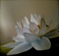 FLOR DE LOTUS