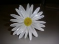 FLÔR DE MARGARIDA